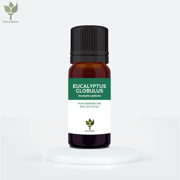 Eucalyptus Globulus Essential Oil