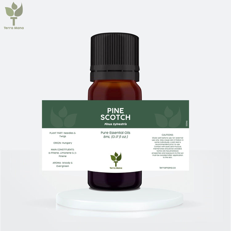 Pine Scotch Essential Oil