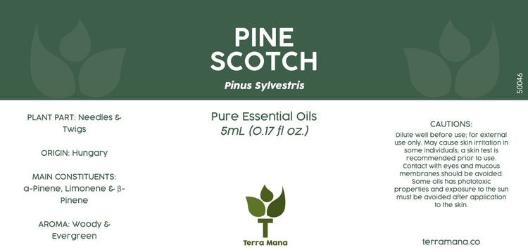 Pine Scotch Essential Oil