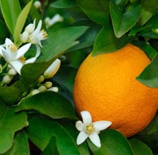 Blood Orange Essential Oil