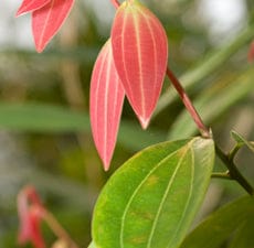 Cassia Essential Oil