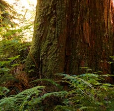 Cedarwood Atlas Essential Oil