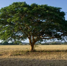 Copaiba Balsam Essential Oil