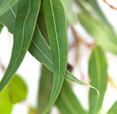 Lemon Eucalyptus Organic Essential Oil