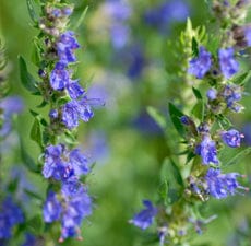 Hyssop Essential Oil