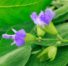 Sage Essential Oil