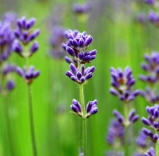 Lavender Bulgaria Essential Oil