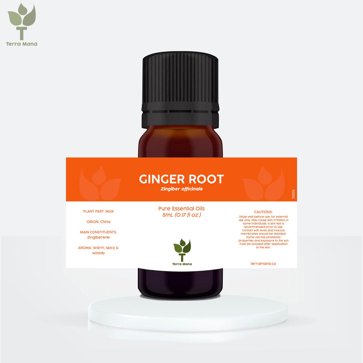 Ginger Root Essential Oil