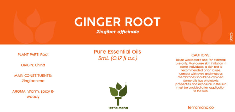 Ginger Root Essential Oil