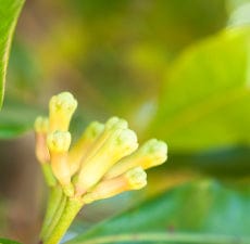 Clove Essential Oil