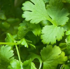 Coriander Essential Oil