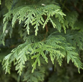 Cypress Essential Oil