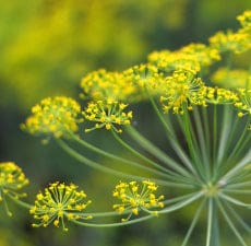 Fennel Essential Oil