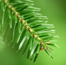 Fir Balsam Essential Oil