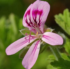 Geranium Essential Oil