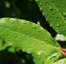 Laurel Leaf Essential Oil