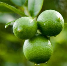 Lime Essential Oil