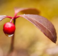 Wintergreen Essential Oil