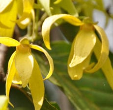 Ylang-Ylang Essential Oil